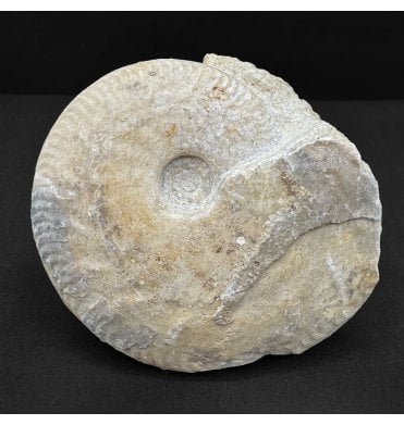 Rare British Bajocian, Upper Jurassic Ammonite from Burton Bradstock, Dorset, England (SKU A4785):- Oppelia fallax