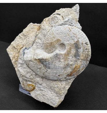 Rare British Bajocian, Upper Jurassic Ammonite from Burton Bradstock, Dorset, England (SKU A4870):- Oppelia fallax