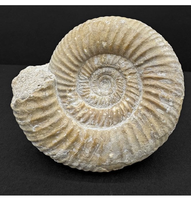Rare British Bajocian, Upper Jurassic Ammonite from Burton Bradstock, Dorset (SKU A4786):- Leptosphinctes leptus