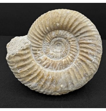 Rare British Bajocian, Upper Jurassic Ammonite from Burton Bradstock, Dorset (SKU A4786):- Leptosphinctes leptus