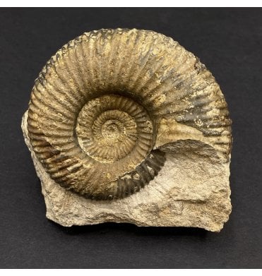 Rare British Bathonian, Upper Jurassic Ammonite from Burton Bradstock, Dorset, England (SKU A3136):- Procerites schloenbachi