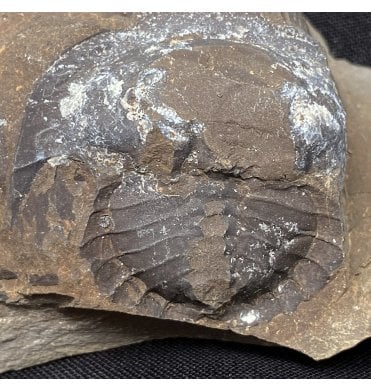 Rare British Carboniferous Horseshoe Crab (Xiphosuran) from Wigan, Lancashire, England (SKU OF1576):- Euproops rotundas