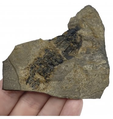 Rare British Carboniferous Shrimp from Gullane, Scotland, Great Britiain (SKU OF2161):- Pseudotealliocaris etheridgei