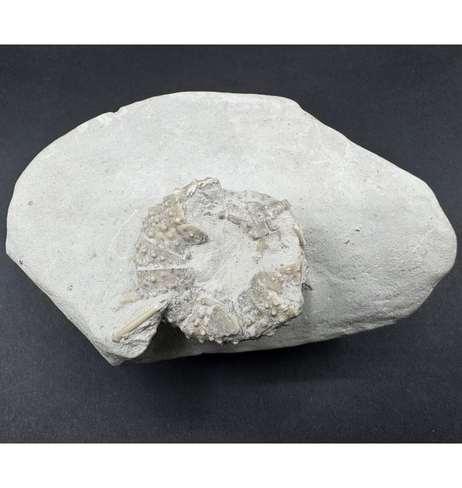 Rare British Cretaceous Chalk Sea Urchin (Echinoid) from Dover, Kent, England (SKU OF4010):- Phymosoma koenigi