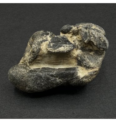 Rare British Cretaceous Dinosaur  (Neornithischia) Bones from Isle Of Wight, England (SKU V6082):- Hypsilophodon foxii