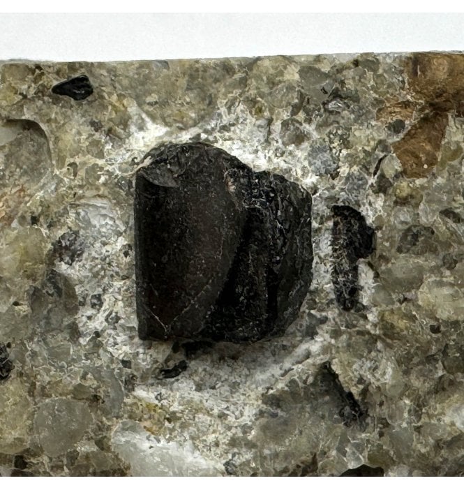 Rare British Cretaceous Dinosaur Ornithopod (Iguanodontid) Partial Tooth from East Sussex, England (SKU V6094):- Iguanodontid sp. indet.