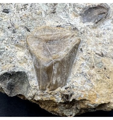 Rare British Cretaceous Dinosaur Ornithopod (Iguanodontid) Partial Tooth from East Sussex, England (SKU V8310):- Iguanodontid sp. indet.
