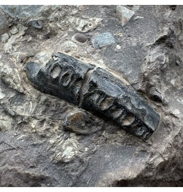Rare British Cretaceous Lizard Jaw from the Isle of Wight, England (SKU V8319)
