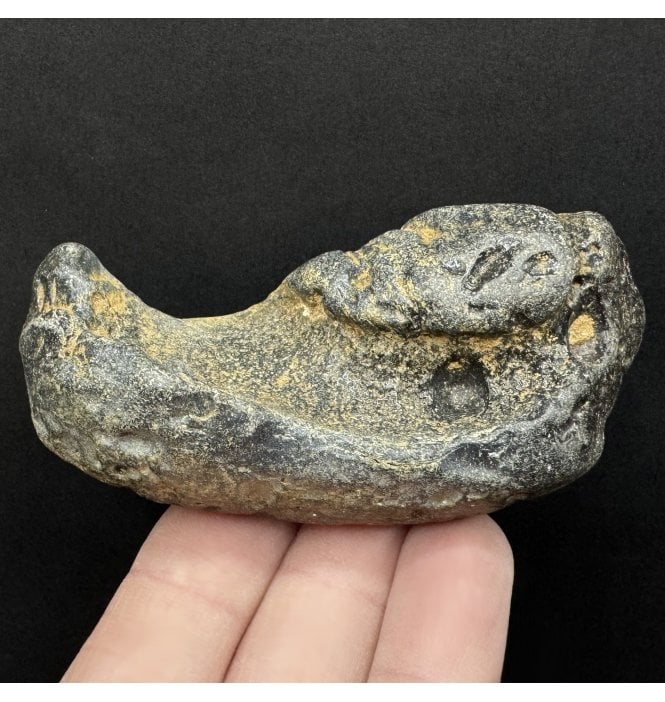 Rare British Fossil Whale Tympanic Bone, Red Crag Formation, Walton-on-the-Naze, Suffolk, England (SKU V8905):- Balaenoptera sp. Indet.