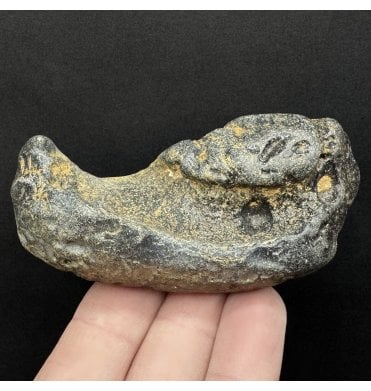 Rare British Fossil Whale Tympanic Bone, Red Crag Formation, Walton-on-the-Naze, Suffolk, England (SKU V8905):- Balaenoptera sp. Indet.