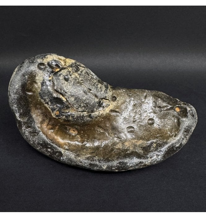Rare British Fossil Whale Tympanic Bone, Red Crag Formation, Walton-on-the-Naze, Suffolk, England (SKU V9031):- Balaenoptera sp. Indet.