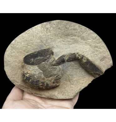 Rare British Greensand, Upper Cretaceous Lobster from Lyme Regis, Dorset, England (SKU OF2142):- Hoploparia longimana