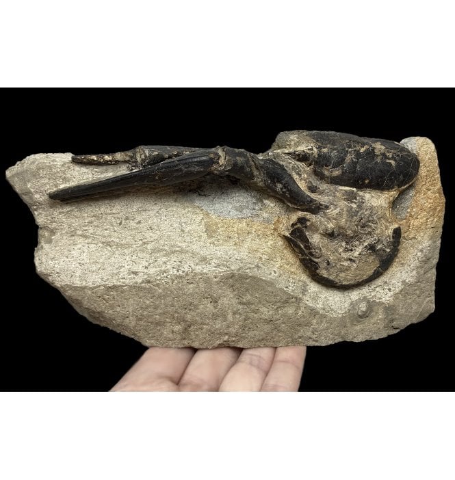 Rare British Greensand, Upper Cretaceous Lobster from Lyme Regis, Dorset, England (SKU OF2143):- Hoploparia longimana