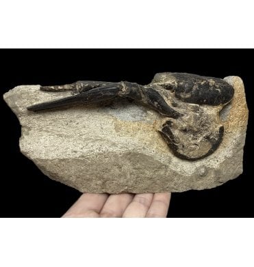 Rare British Greensand, Upper Cretaceous Lobster from Lyme Regis, Dorset, England (SKU OF2143):- Hoploparia longimana