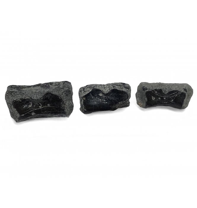 Rare British Later Triassic Reptile (Champosaur?) Vertebra from Aust Cliff, North Somerset, England (SKU V4259):- Pachystropheus rhaetica