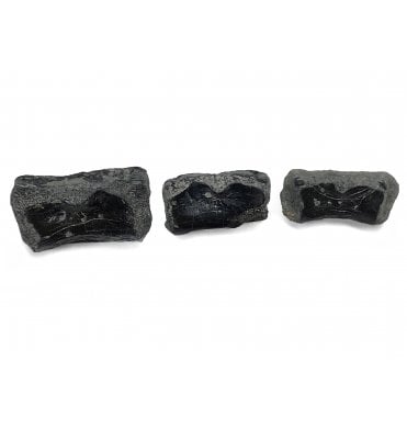 Rare British Later Triassic Reptile (Champosaur?) Vertebra from Aust Cliff, North Somerset, England (SKU V4259):- Pachystropheus rhaetica