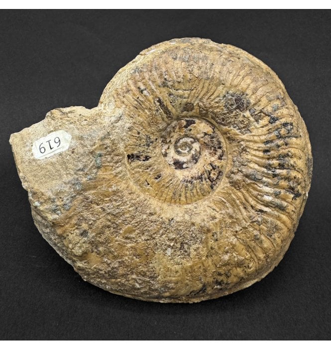 Rare British Lower Jurassic, Lower Lias Ammonite from Gloucester, England (SKU A5034):- Dumortieria moorei