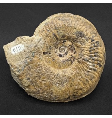 Rare British Lower Jurassic, Lower Lias Ammonite from Gloucester, England (SKU A5034):- Dumortieria moorei