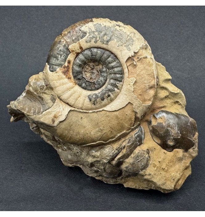 Rare British Lower Jurassic, Lower Lias Ammonite from Robin Hood’s Bay, England (SKU A4372):- Leptechioceras macdonnelli