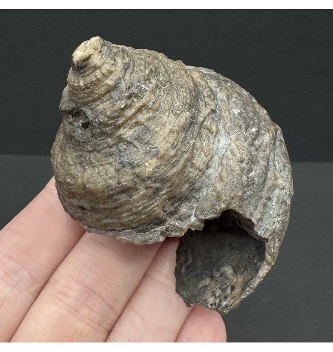 Rare British Lower Jurassic, Lower Lias Gastropod from Redcar, Nr. Whitby, North Yorkshire, England (SKU OF3450):- Pleurotomaria cognata