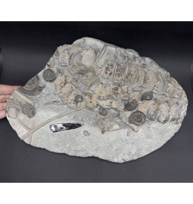 Rare British Lower Jurassic, Upper Lias Ammonite and Ichthyosaurus Bone Cluster from Whitby, North Yorkshire, England (SKU V7724)