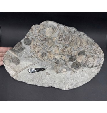 Rare British Lower Jurassic, Upper Lias Ammonite and Ichthyosaurus Bone Cluster from Whitby, North Yorkshire, England (SKU V7724)