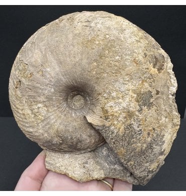Rare British Lower Jurassic, Upper Lias Ammonite from Radstock, Somerset, England (SKU A4010):- Gleviceras (victoriceras) victoris