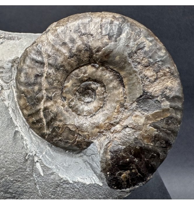 Rare British Lower Jurassic, Upper Lias Ammonite from Ravenscar, Whitby, North Yorkshire, England (SKU A4286):- Grammoceras thouarense