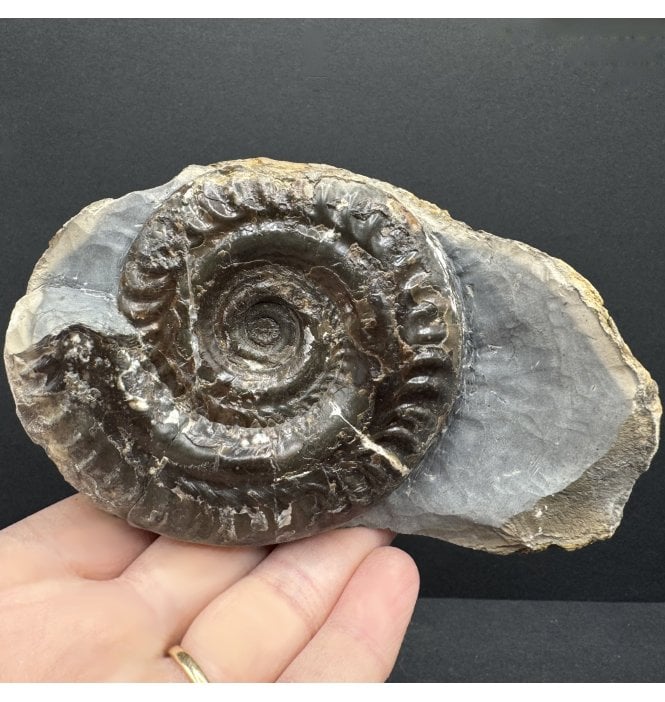 Rare British Lower Jurassic, Upper Lias Ammonite from Whitby, North Yorkshire, England (SKU A4224):- Hildoceras bifrons