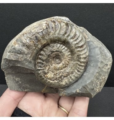 Rare British Lower Jurassic, Upper Lias Ammonite from Whitby, North Yorkshire, England (SKU A4226):- Hildoceras lusitanicum