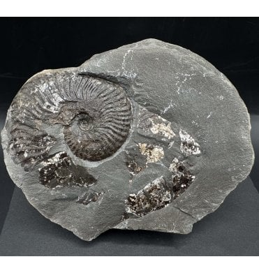 Rare British Lower Jurassic, Upper Lias Ammonite from Whitby, North Yorkshire, England (SKU A4239):- Pseudolioceras lythense
