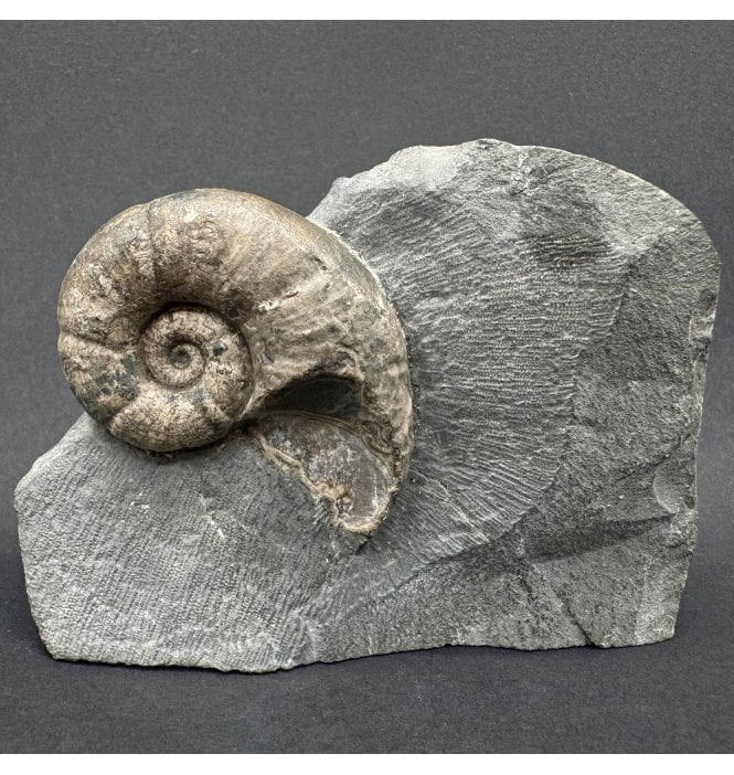 Rare British Lower Jurassic, Upper Lias Ammonite from Whitby, North Yorkshire, England (SKU A4375):- Lytoceras cornucopia