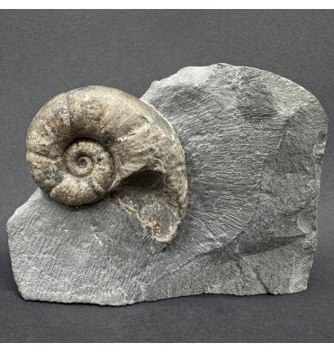 Rare British Lower Jurassic, Upper Lias Ammonite from Whitby, North Yorkshire, England (SKU A4375):- Lytoceras cornucopia