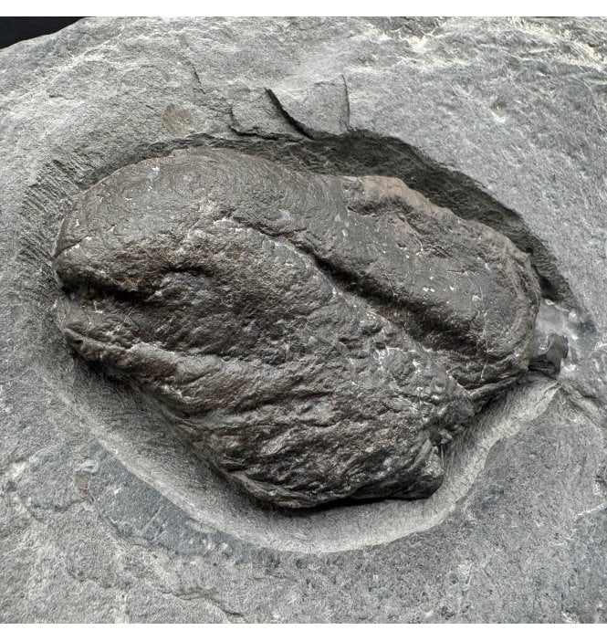 Rare British Lower Jurassic, Upper Lias Fossil Coprolite (poo) from Whitby, North Yorkshire, England (SKU V7890)
