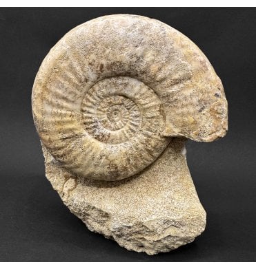 Rare British Lower Lias, Lower Jurassic Ammonite from Gloucester, England (SKU A4586):- Dumortieria striatulo-costosum