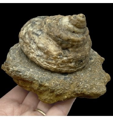 Rare British Lower Lias, Lower Jurassic Gastropod from Scunthorpe, England (SKU OF2682):- Pleurotomaria angelica