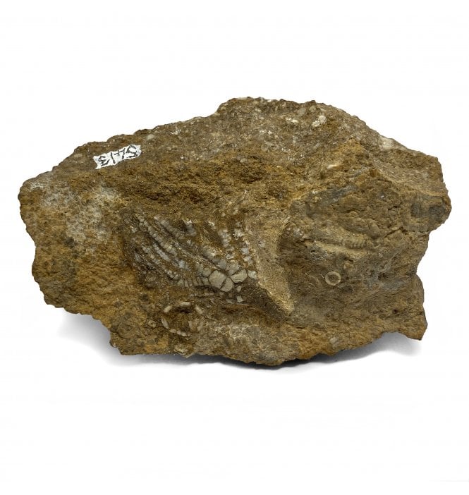 Rare British Middle Carboniferous Crinoid from Richmond, North Yorkshire, England (SKU OF1971):- Woodocrinus macrodactylus