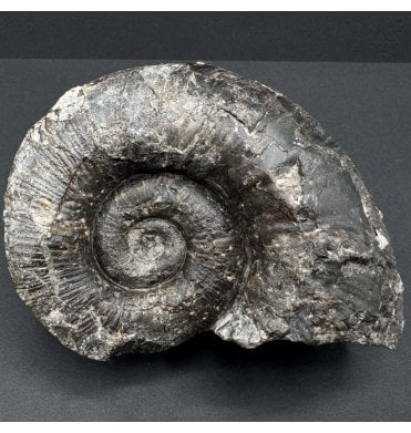 Rare British Middle Lias, Lower Jurassic Ammonite from Staithes, Whitby, England (SKU A4011):- Lytoceras cf. fibriatum