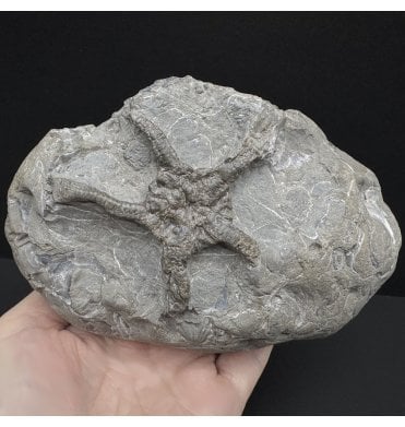 Rare British Middle Lias, Lower Jurassic Starfish from Staithes, Whitby, North Yorkshire, England (SKU OF3451):- Palaeocoma cf. milleri