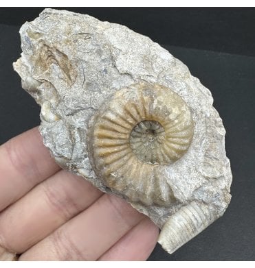 Rare British Middle Lias, Middle Jurassic Ammonite from Tewkesbury, England (SKU A3848):- Pleuroceras apyrenum