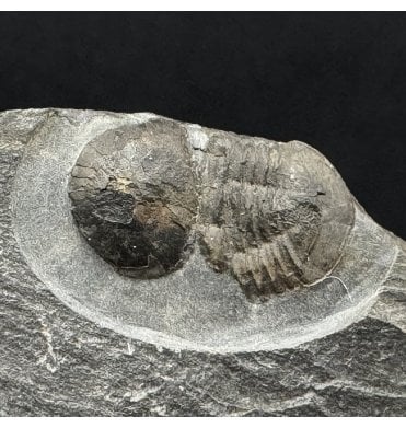 Rare British Ordovician Cyclopygid Trilobite from Builth Wells, Wales (SKU T1508):- Degamella sp. indet.