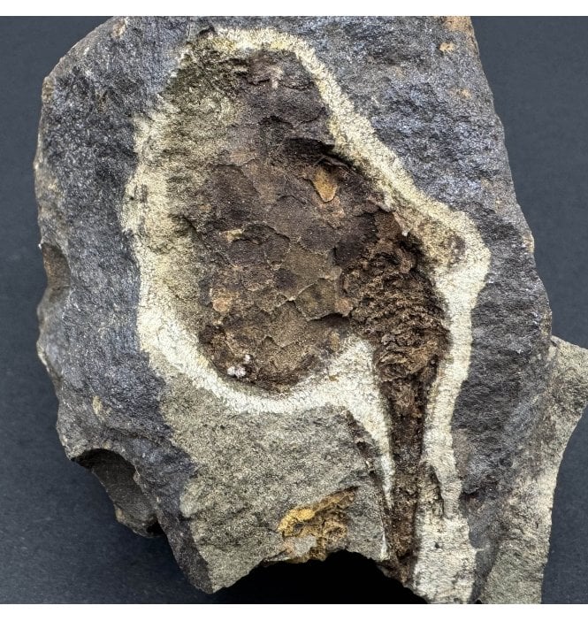 Rare British Ordovician Cystoid from Girvan, Scotland (SKU OF3424):- Girvanicystis batheri