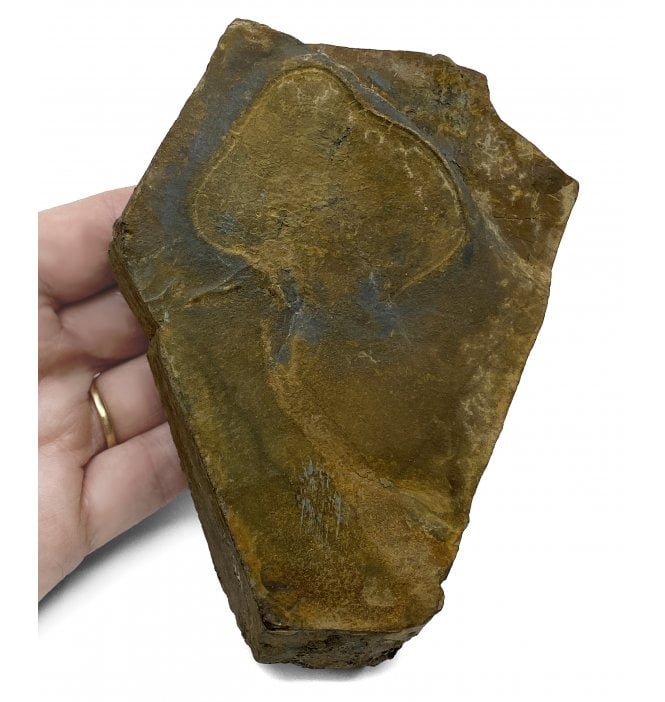 Rare British Ordovician Solute Carpoid from Hope Shales, Shropshire (SKU OF2157):- Jeffericystis coxi