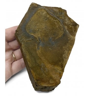 Rare British Ordovician Solute Carpoid from Hope Shales, Shropshire (SKU OF2157):- Jeffericystis coxi
