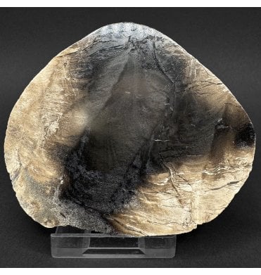 Rare British Purbeck, Upper Jurassic Fossil Wood from Portland, England (SKU OF4385):- Purbeck Fossil Wood