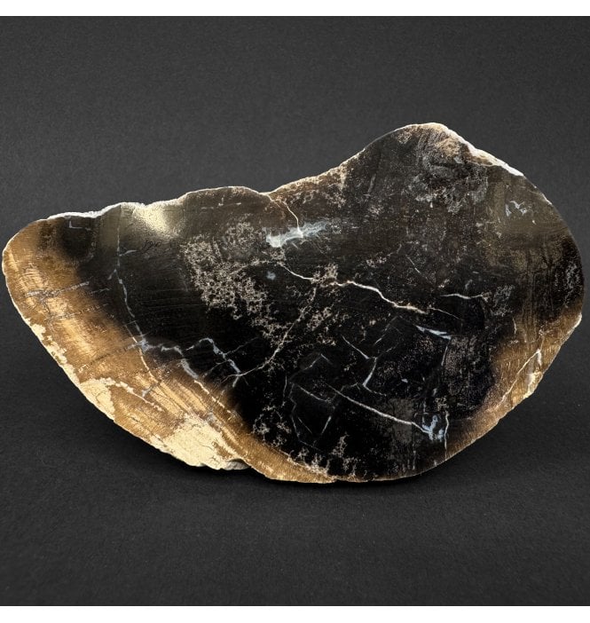Rare British Purbeck, Upper Jurassic Fossil Wood from Portland, England (SKU OF4395):- Purbeck Fossil Wood