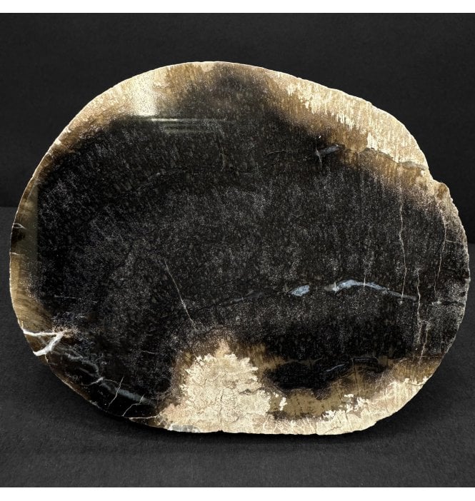Rare British Purbeck, Upper Jurassic Fossil Wood from Portland, England (SKU OF4406):- Purbeck Fossil Wood