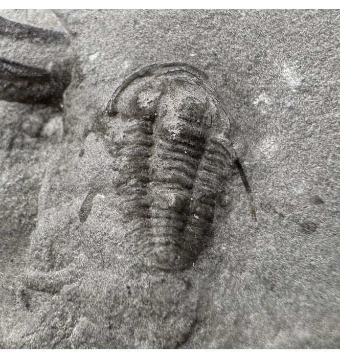 Rare British Silurian Trilobite from Dudley, West Midlands, England (SKU T1598):- Cyphaspis elachopos