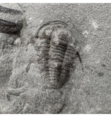 Rare British Silurian Trilobite from Dudley, West Midlands, England (SKU T1598):- Cyphaspis elachopos