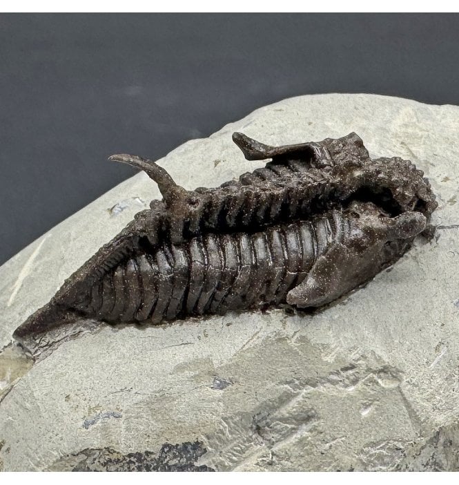 Rare British Silurian Trilobite from Malvern, Worcestershire, England (SKU T1328):- Encrinurus tuberculata